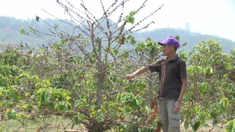 Thủy điện chặn dòng, hơn trăm ha cây trồng chết héo