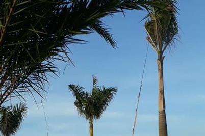 Cây cao hơn 6m, làm thế nào thực hiện việc phun thuốc trị sâu bệnh hằng này mà không thể tiếp cập cơ giới do hạn chế về không gian!