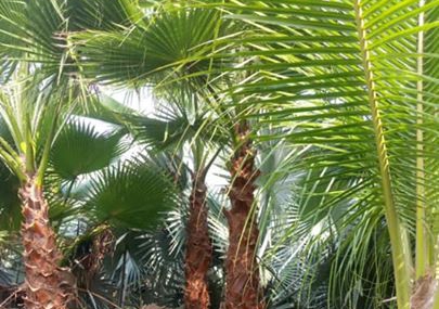 Cọ Mỹ đã sẵn sàng cho công trình mới