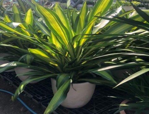 TRỒNG, CHĂM SÓC CÂY XANH BẰNG CHẬU