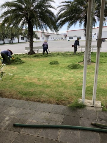 CHĂM SÓC VÀ BẢO DƯỠNG CÂY XANH