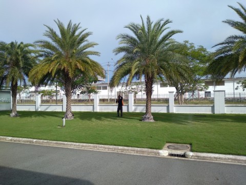 KHÔNG PHẢI AI CŨNG BIẾT PHƯƠNG PHÁP KỸ THUẬT TRỒNG VÀ CHĂM SÓC CÂY CHÀ LÀ