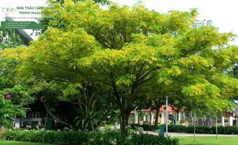 cay canh qudep thinh nam trungan  (4)