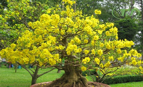 Hướng Dẫn Cách Chăm Sóc Hoa Mai Vàng Sau Dịp Tết