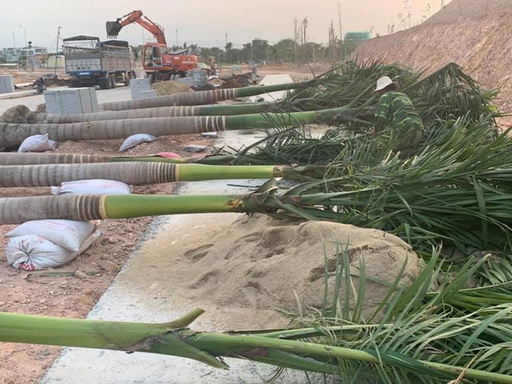 Tiếp nhận chỉ thị của Thủ Tướng Chính Phủ về việc thực hiện các biện pháp cấp bách phòng, chống dịch covid 19 tại công văn số 16/CT-TTg và chỉ đạo của Lãnh đạo Công ty Cổ Phần Đầu Tư 577 Quảng Ngãi. Ngay chiều muộn ngày 31/3/2020, Công ty TNHH Thịnh Nam Trung khẩn trương huy động toàn bộ lực lượng xe máy thiết bị và tập kết cau vua, phân bón, đất mặt, xơ dừa đầy đủ để tăng ca bằng mọi giá hoàn thành tuyến đường 6F khu biệt thự Cao Cấp Vườn Trùng và Công viên X2-04 trong đêm 31/3/2020.