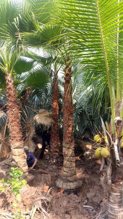 Cọ Mỹ đã sẵn sàng cho công trình mới