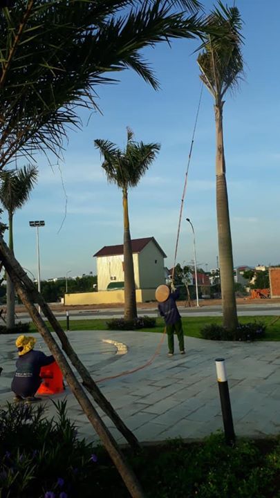 Cây cao hơn 6m, làm thế nào thực hiện việc phun thuốc trị sâu bệnh hằng này mà không thể tiếp cập cơ giới do hạn chế về không gian!