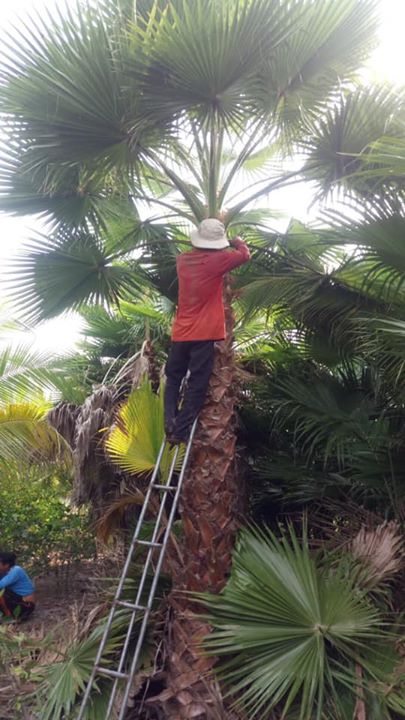 Cọ Mỹ đã sẵn sàng cho công trình mới