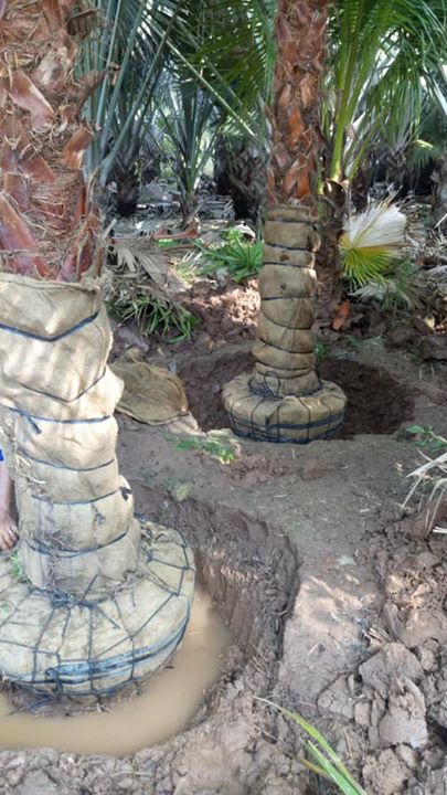 Cọ Mỹ đã sẵn sàng cho công trình mới