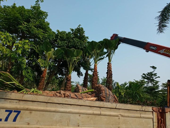 Cọ Mỹ đã sẵn sàng cho công trình mới