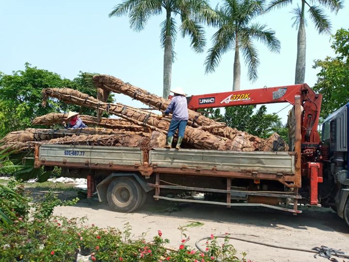 Cọ Mỹ đã sẵn sàng cho công trình mới