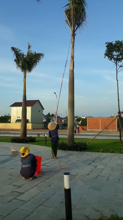 Cây cao hơn 6m, làm thế nào thực hiện việc phun thuốc trị sâu bệnh hằng này mà không thể tiếp cập cơ giới do hạn chế về không gian!