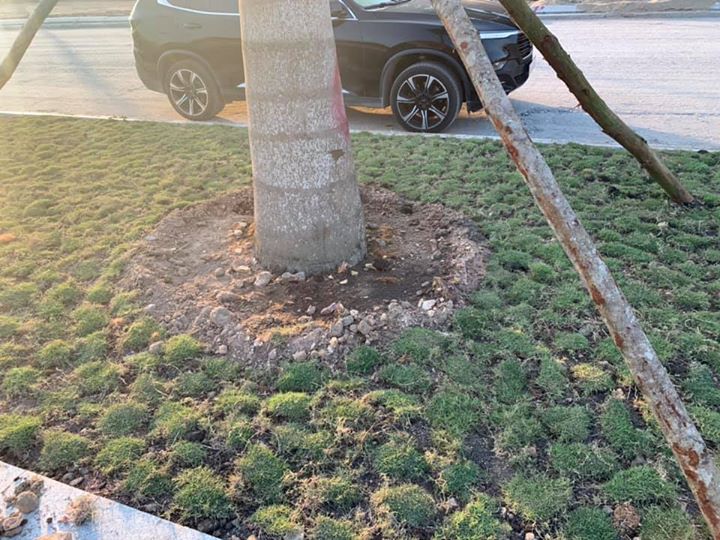 Ngày 3/4/2020, tăng ca trồng cỏ Nhung phát triển cảnh quang đường 6F dẫn vào khu biệt thự cao cấp Vườn Trùng.