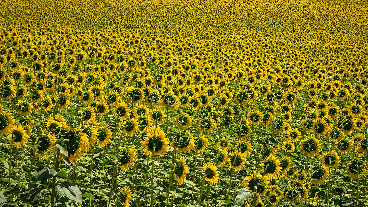 Arkaia Girasoles BT 02