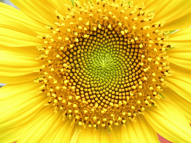 Helianthus whorl