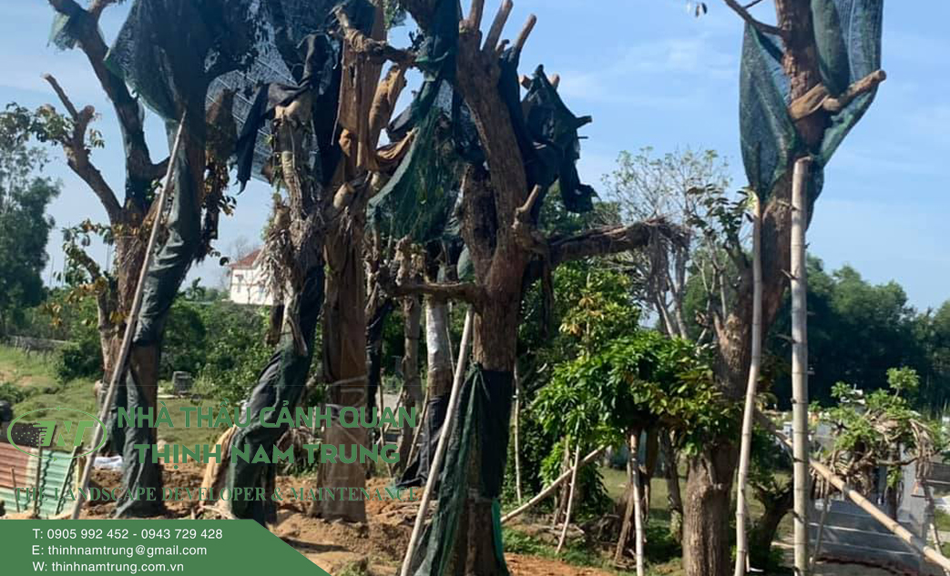 cham soc cay cong trinh (4)