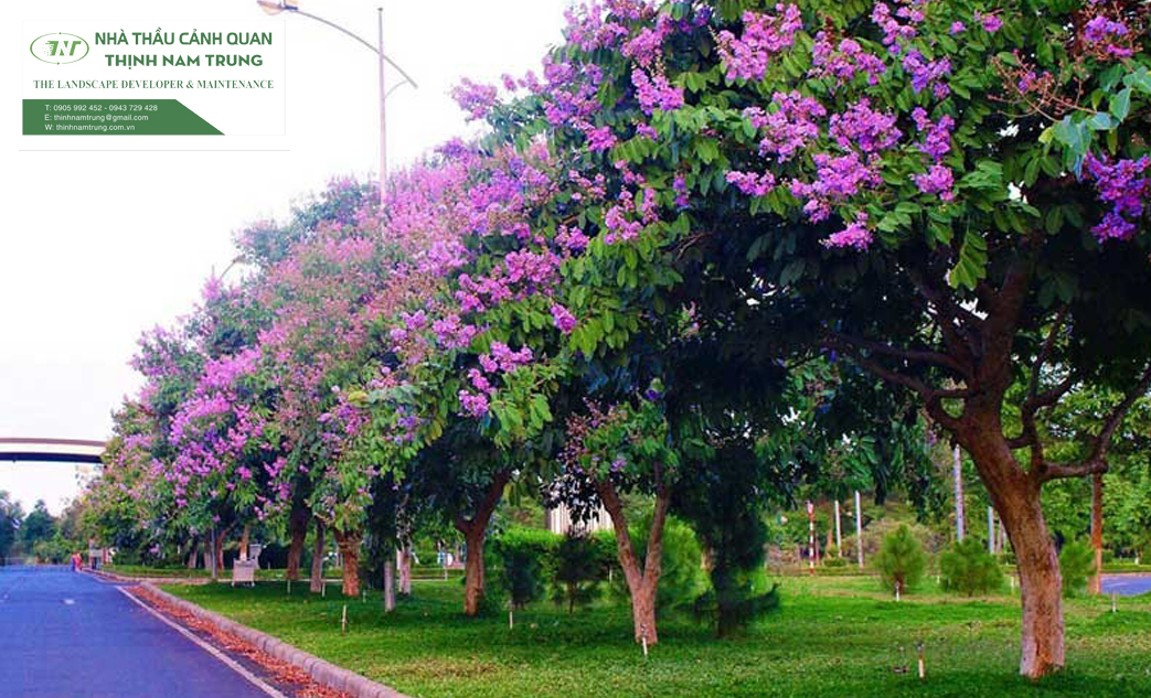 cay canh qudep thinh nam trungan (1)