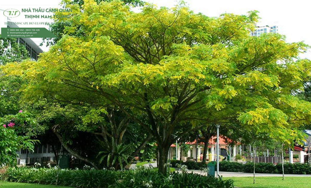 cay canh qudep thinh nam trungan (4)