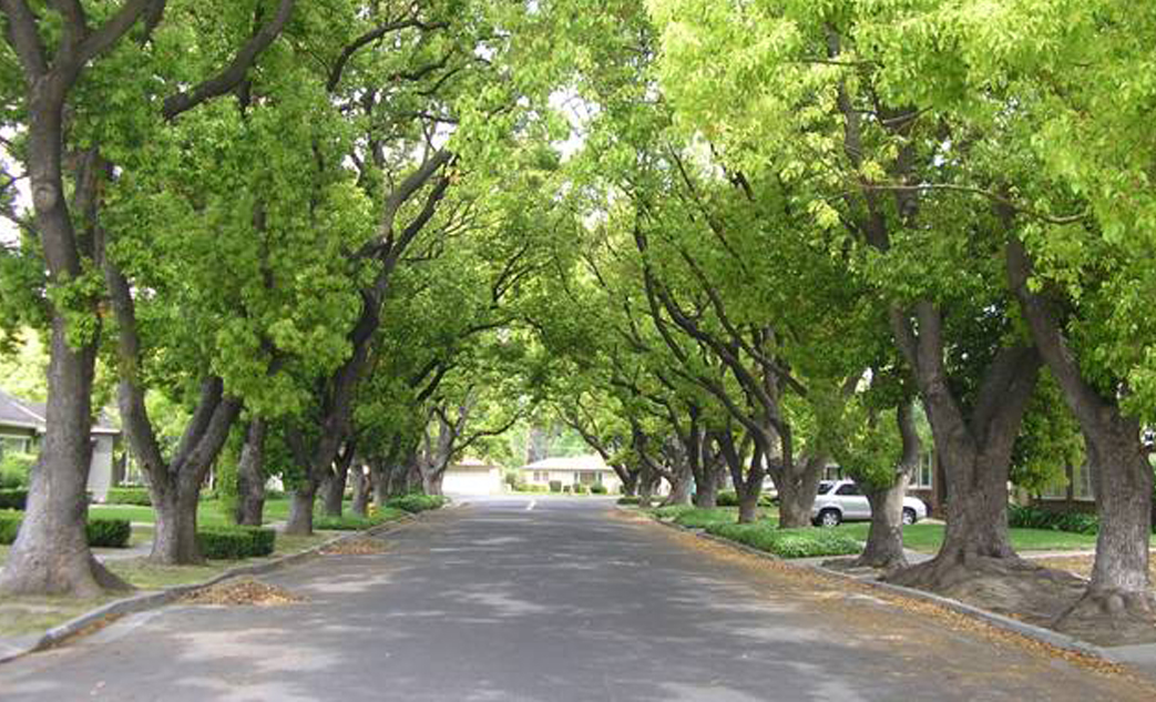 cay xanh cong trinh (1)