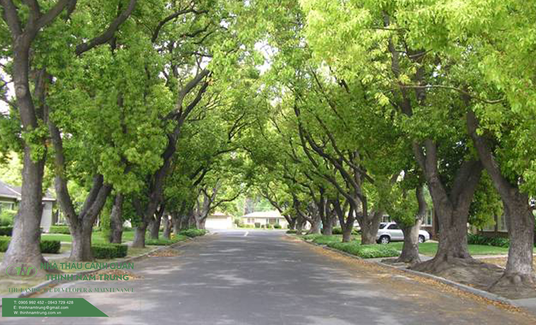 cay xanh cong trinh (2)