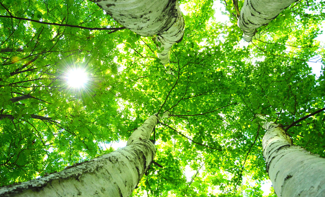 cay xanh cong trinh (3)