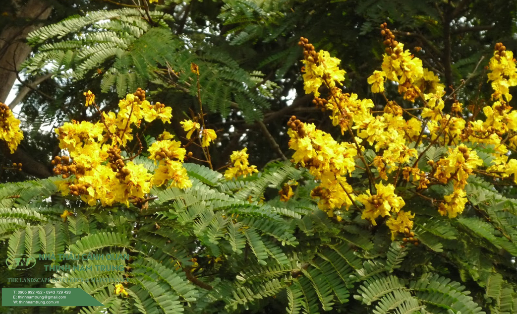 cay xanh cong trinh (4)