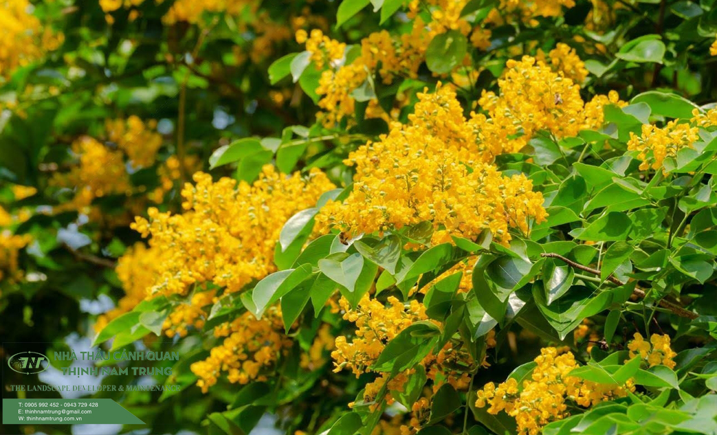 cay xanh cong trinh (5)