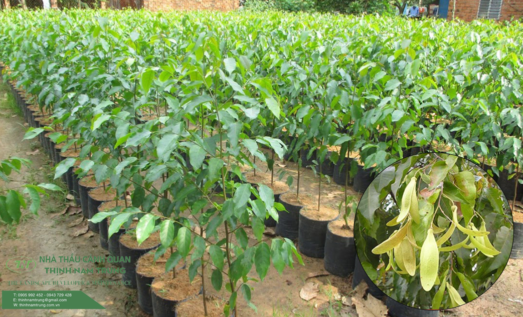 cay xanh cong trinh (6)