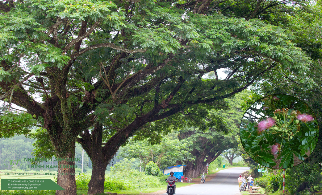 cay xanh cong trinh (7)