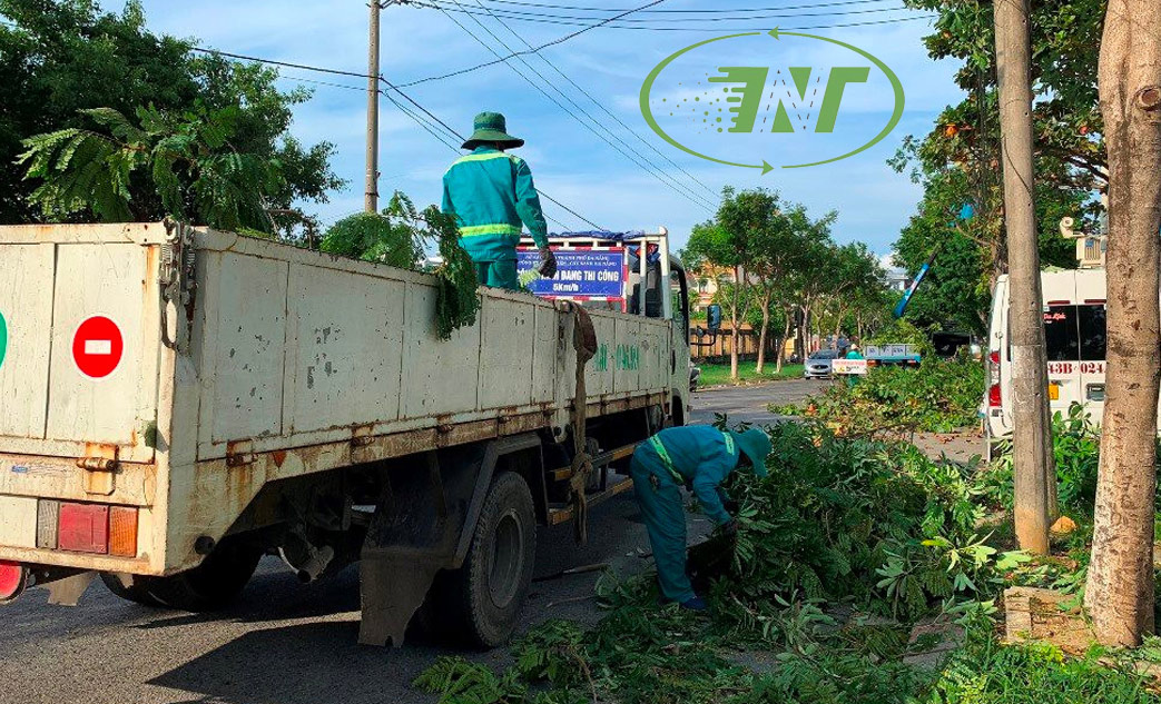 cat tia cay xanh thinh nam trung