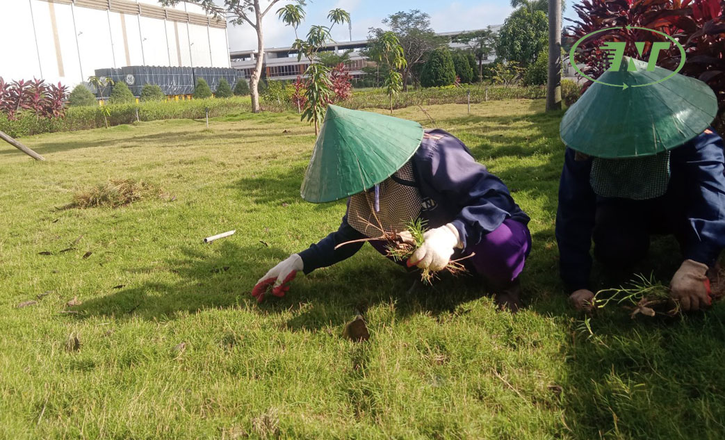 canh quan do thi thinh nam trung (5)