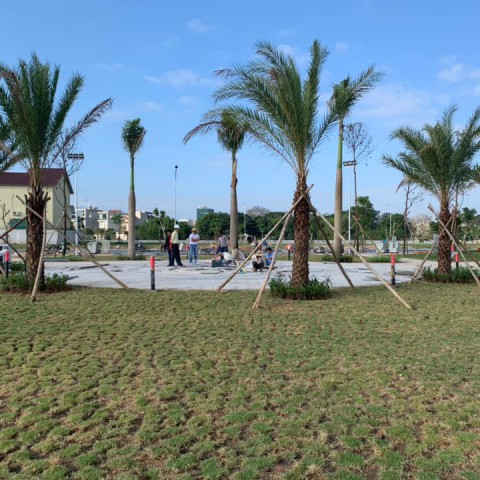 Trồng và chăm sóc cây xanh khu Dân Cư Sơn Tịnh (dự án 577)