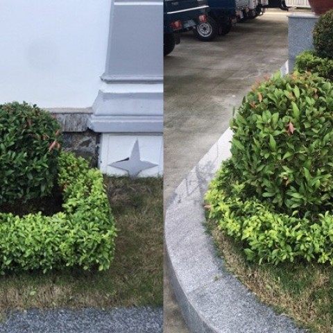 DỰ ÁN: CHĂM SÓC BẢO DƯỠNG CÂY XANH CÔNG TRÌNH GE PSV