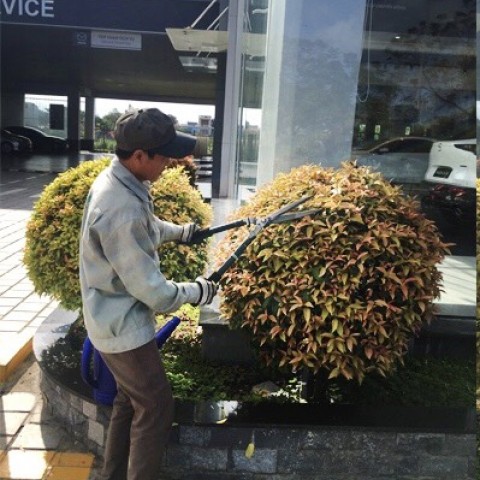 DỰ ÁN: CHĂM SÓC BẢO DƯỠNG CÂY XANH CÔNG TRÌNH GE PSV