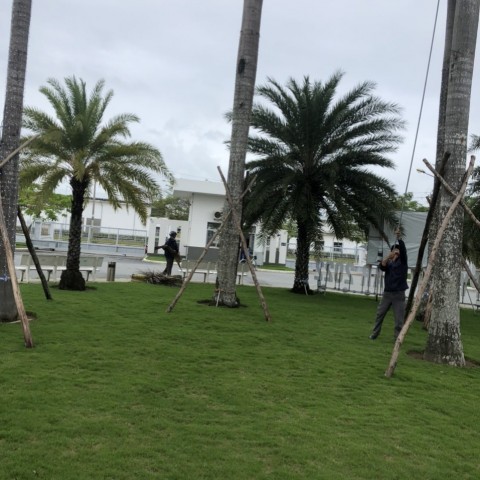 DỰ ÁN: CHĂM SÓC CÂY XANH KHUÔN VIÊN PROPERWELL