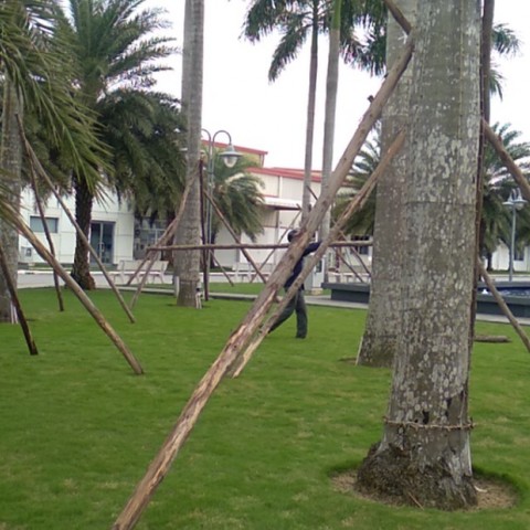 DỰ ÁN: CHĂM SÓC CÂY XANH KHUÔN VIÊN PROPERWELL