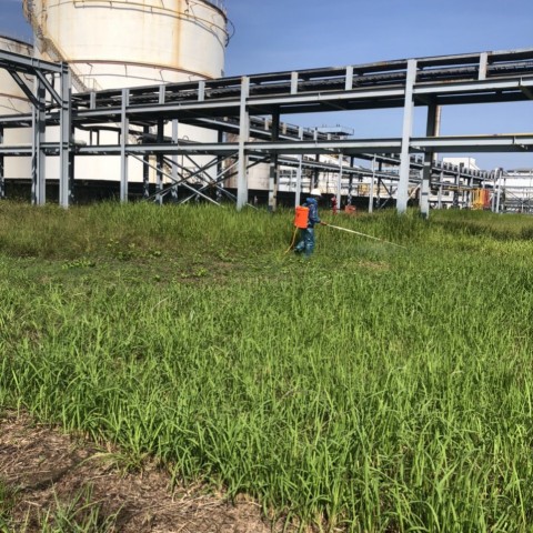 DỰ ÁN: CHĂM SÓC CÂY XANH KHUÔN VIÊN PROPERWELL