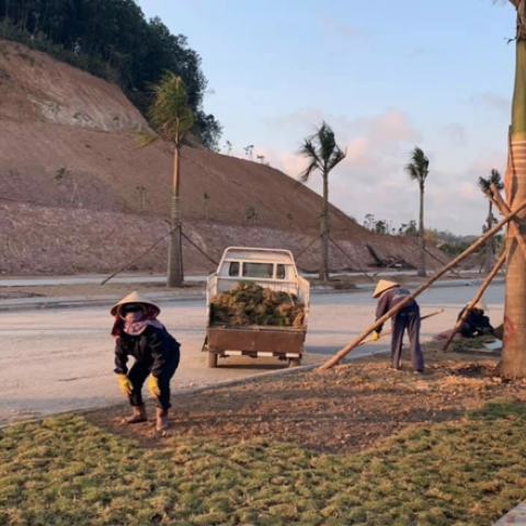 DỰ ÁN: PHÁT QUANG, TRỒNG CỎ LÔNG HEO TẠI KHUÔN VIÊN NHÀ MÁY BEKAERT