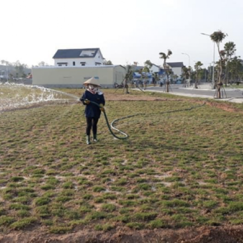 DỰ ÁN: PHÁT QUANG, TRỒNG CỎ LÔNG HEO TẠI KHUÔN VIÊN NHÀ MÁY BEKAERT