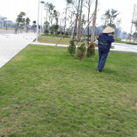 Trồng và chăm sóc cây xanh khu Dân Cư Sơn Tịnh (dự án 577)