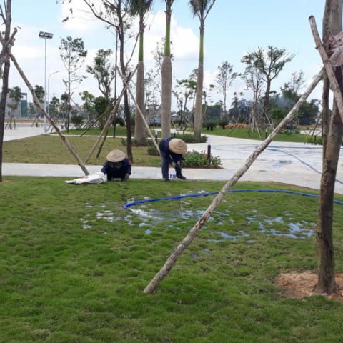 Trồng và chăm sóc cây xanh khu Dân Cư Sơn Tịnh (dự án 577)